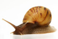 Lissachatina zanzibarica semiadult